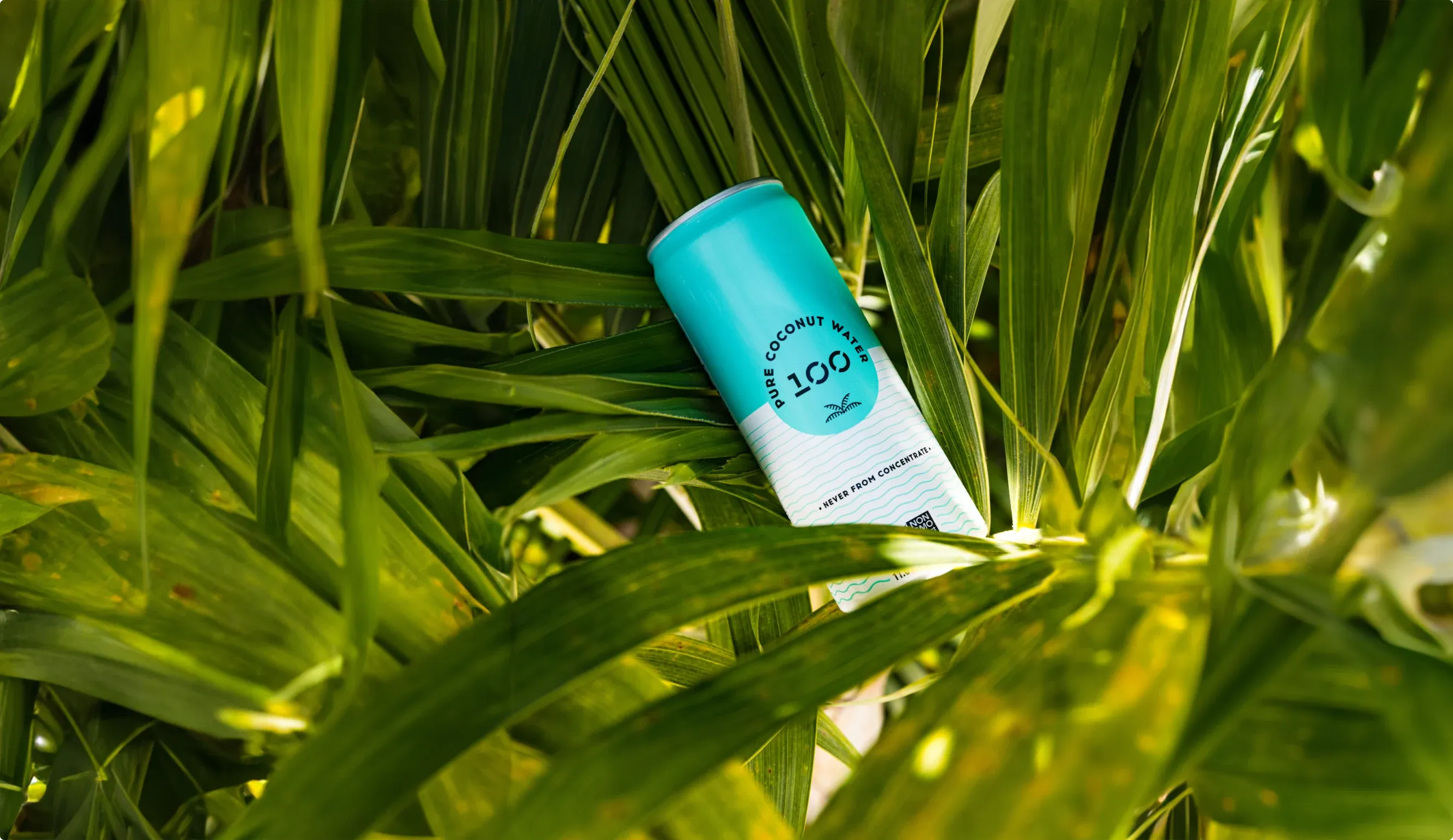 A pale blue can of 100 Coconuts pure coconut water lying among palm fronds.